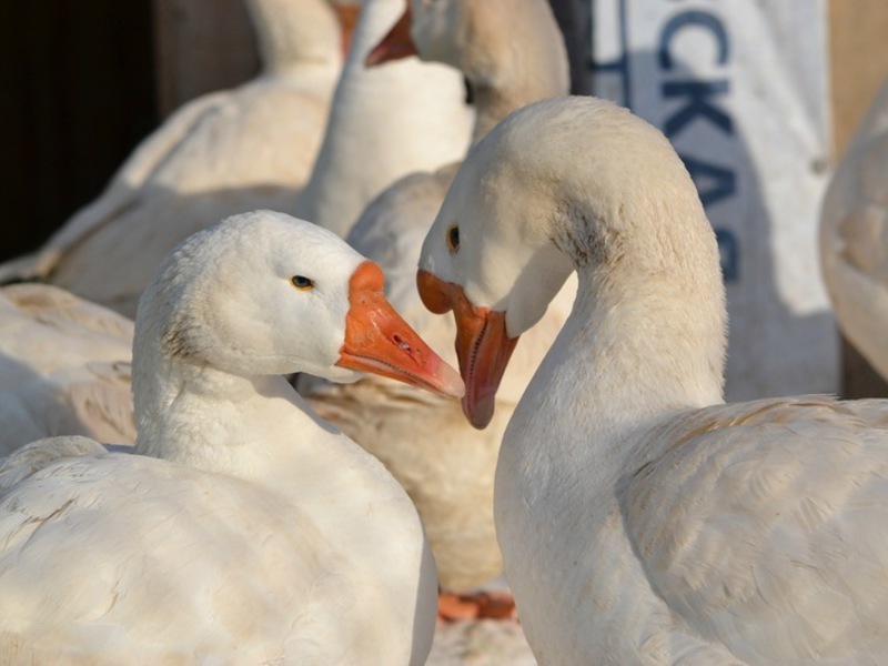 תיאור גזע האווזים גידול אווזים בבית