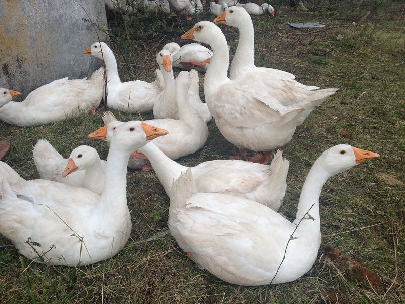 כיצד אווזים מתרבים? לינדה אווזים