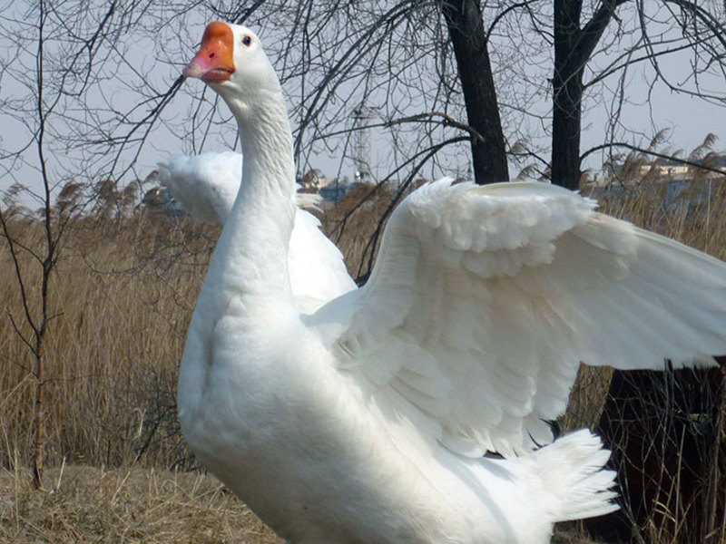 מאפייני גזע גזע של אווזים ביתיים
