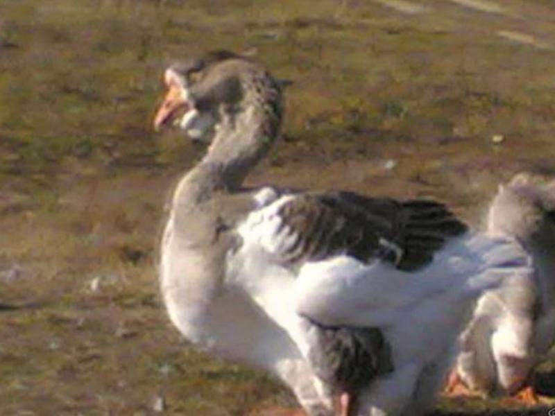 מה אוכלים אווזים? לינדה האווזה הלבנה