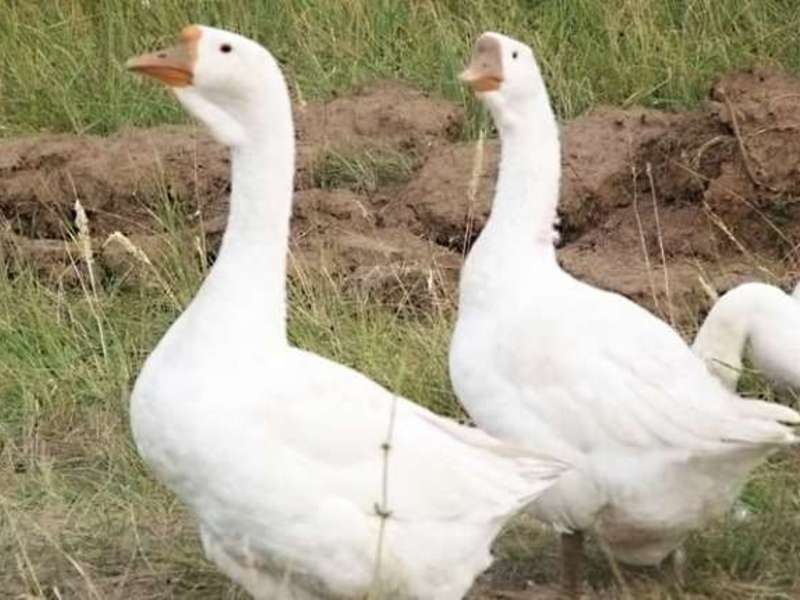 שמירה וטיפול באווזים לינדה אווזים