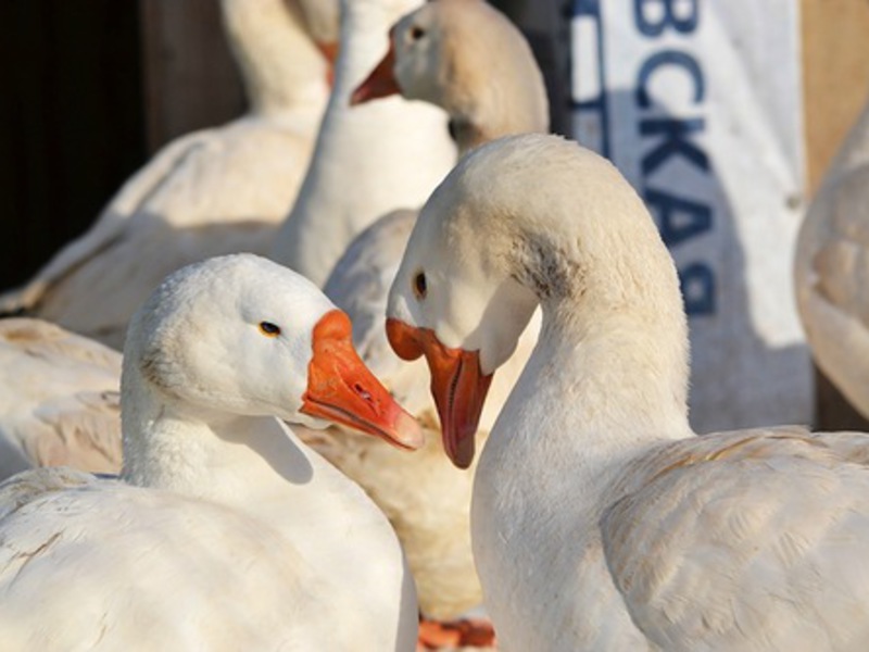 במה שונים אווזי לינדה מגזעים אחרים? האכלת אווזים