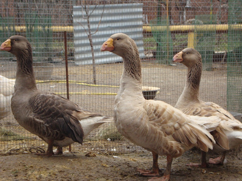 טיפול באווזים של לינדה צביעה ונוצות של אווזים