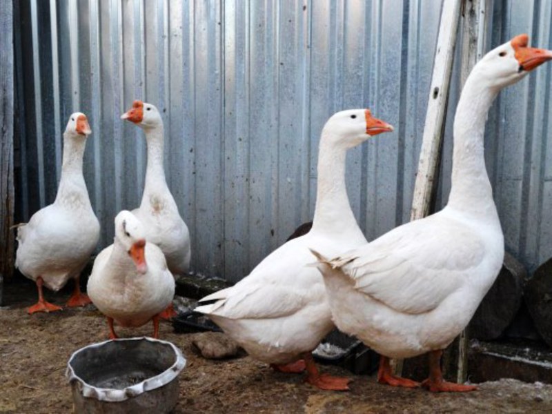 אווזי לינדה רבייה איך לגדל אווזי לינדה