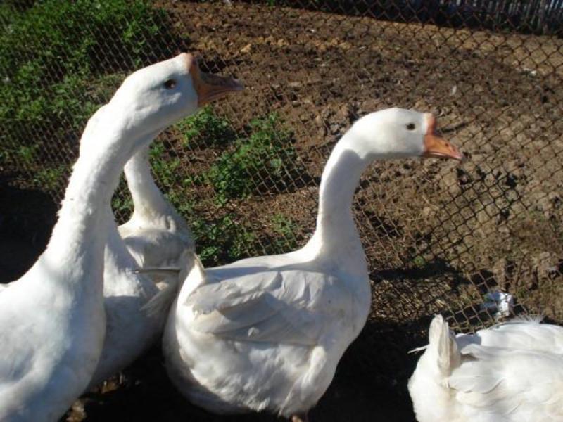 לינדה אוזלינגס האכלת אווזים של לינדה