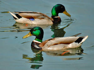 אווזי בר ודרקים