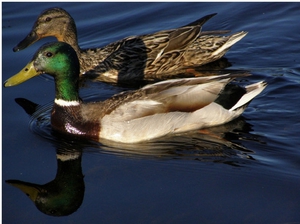 ברכיות ותיל