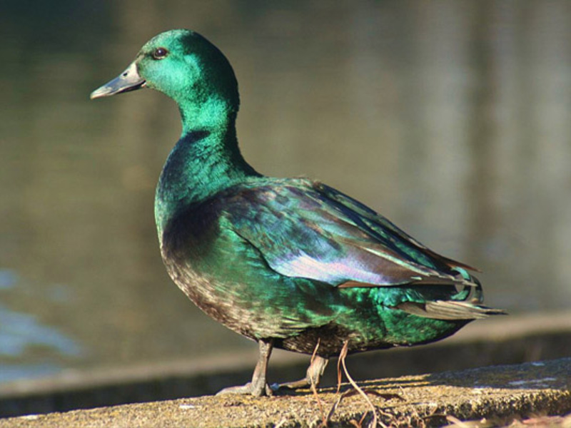 מי זה דרייק?