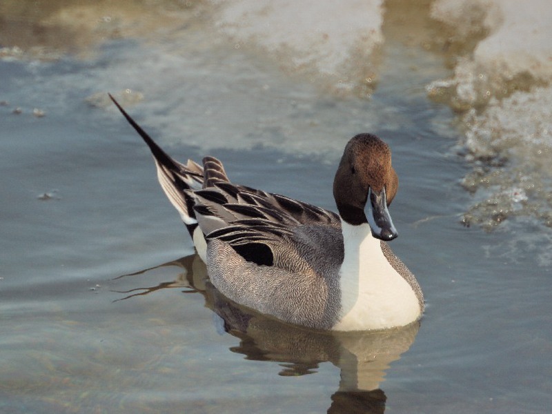 כמה דראקים צריך להחזיק בלהקה?