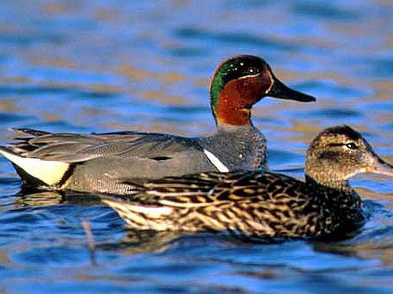 איך להאכיל ברווזים ודרקונים