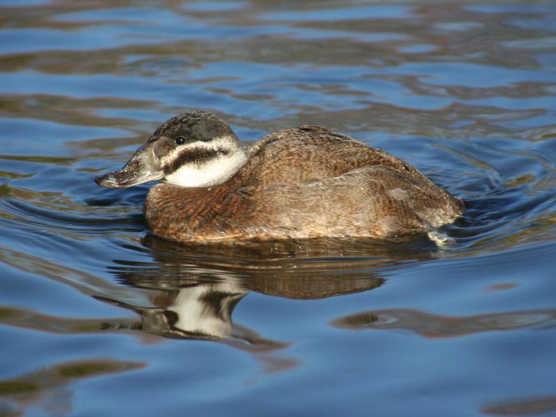 סוגי דראקים