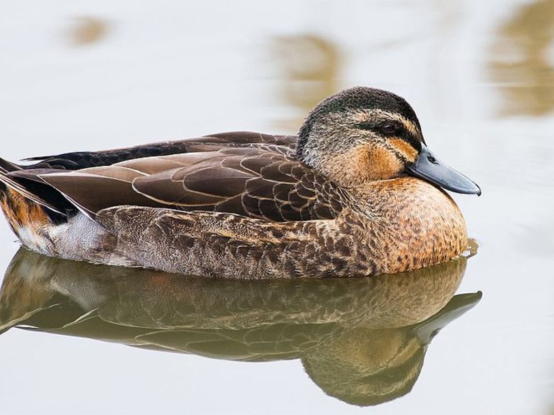 תיאור של ברווזים