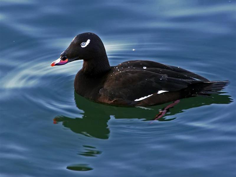 האכלת הברווזים