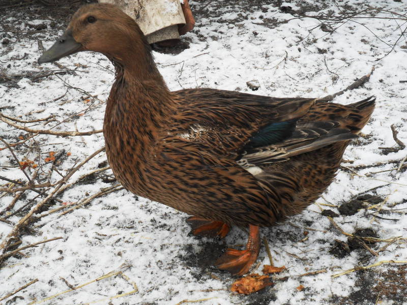ברווזים ודרקים רבייה