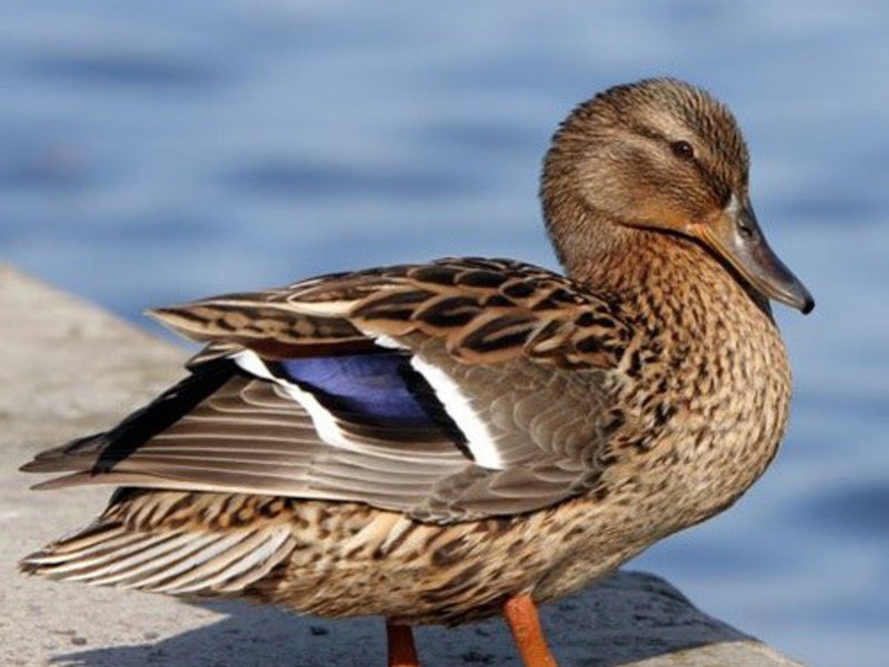 מאפיינים חיצוניים של הדרק