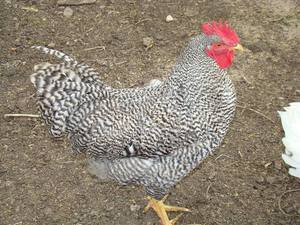 מאפיינים חיצוניים של הגזע