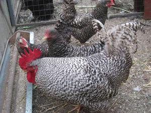 מאפייני גזע