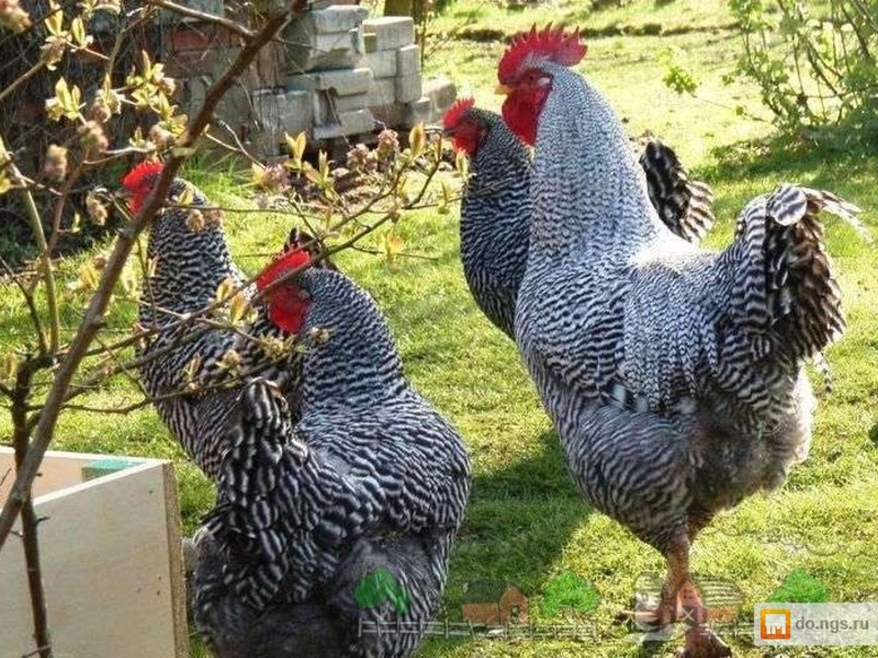 גזע עוף אמרוקס