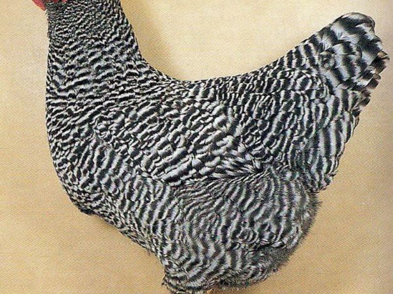 המראה החיצוני של הגזע