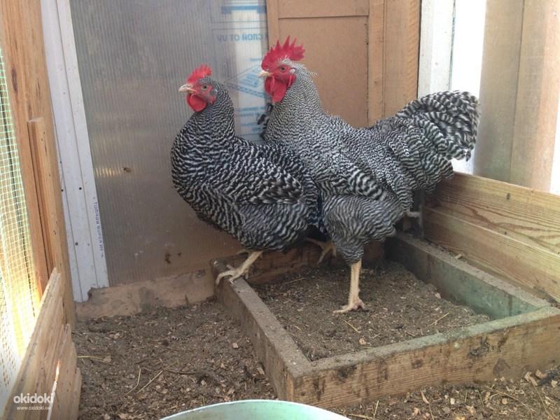 מאפייני גזע