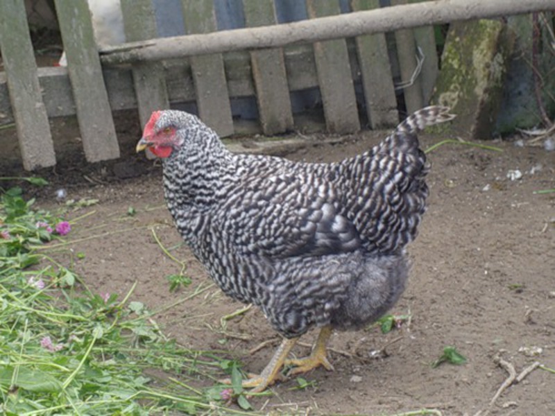 גידול וגידול תרנגולות