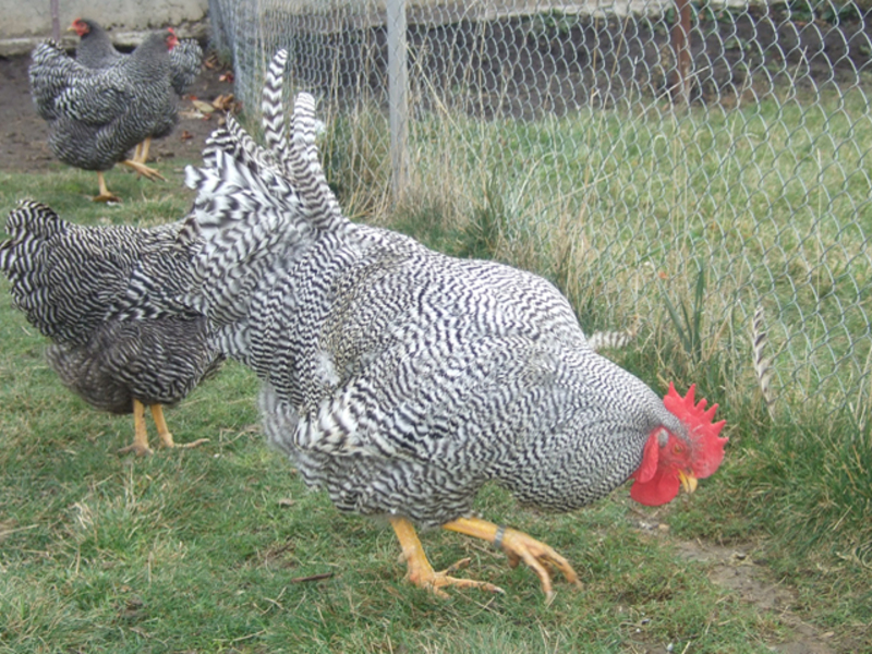 גזע עוף אמרוקס