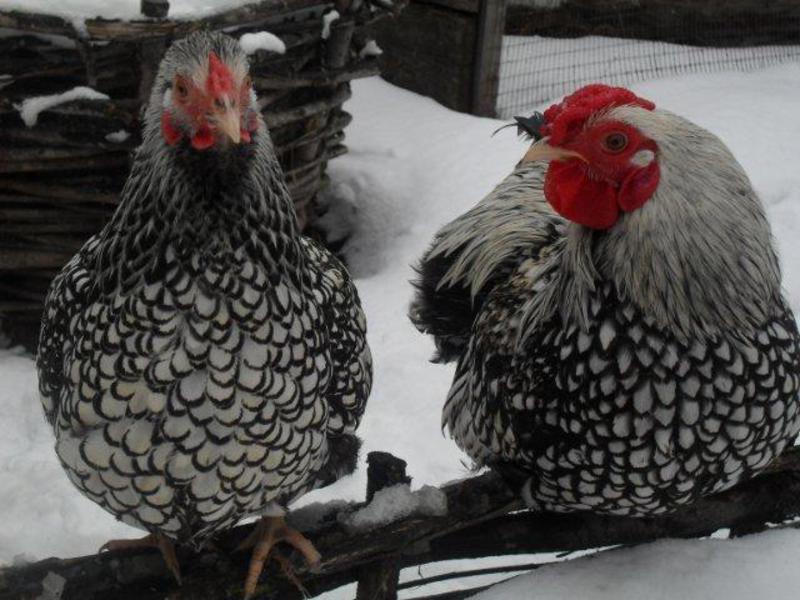 כיצד תרנגולות אמרוקס מתרבות?