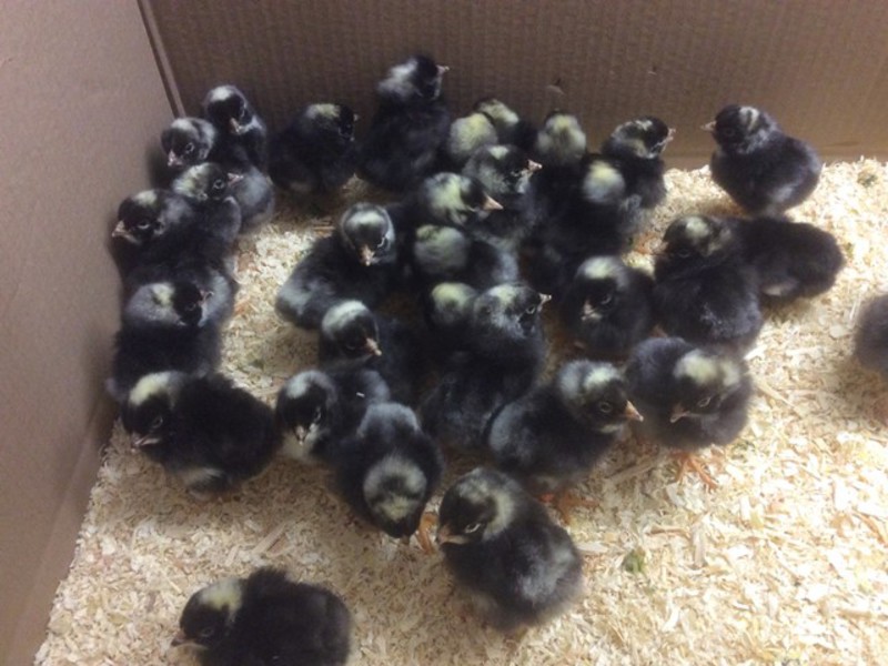 גזע עוף אמרוקס