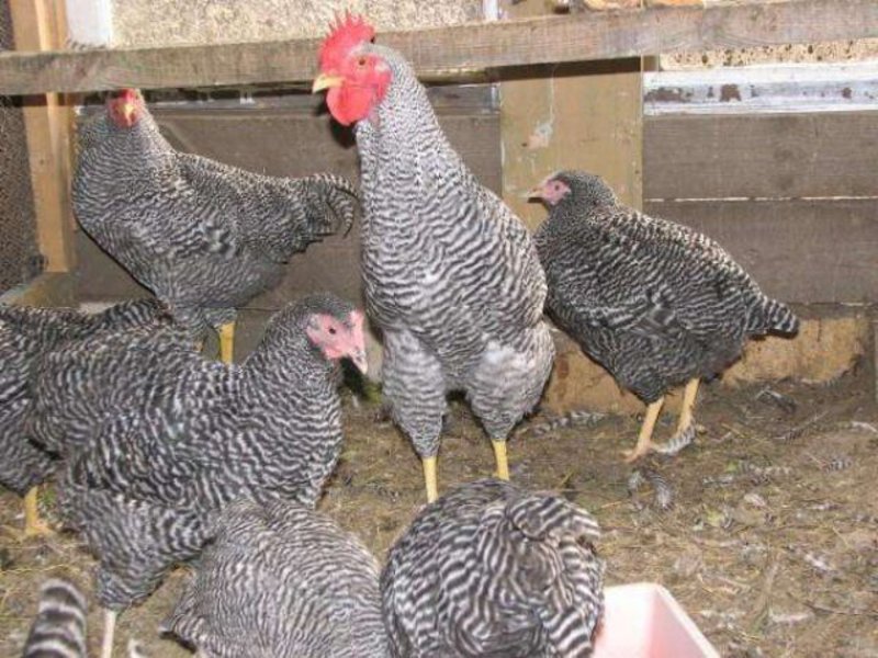 תזונת עוף אמרוקס