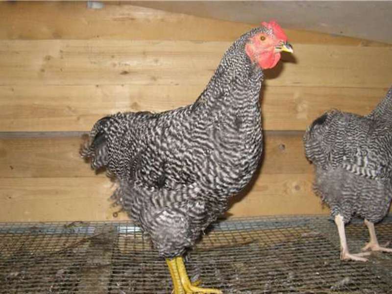 גזע עוף אמרוקס