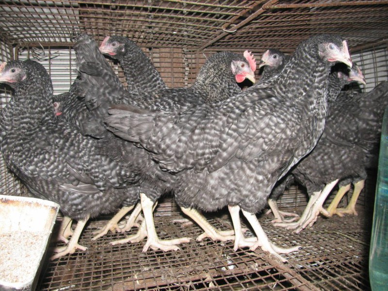 מה ההבדל בין תרנגולות אמרוקס?