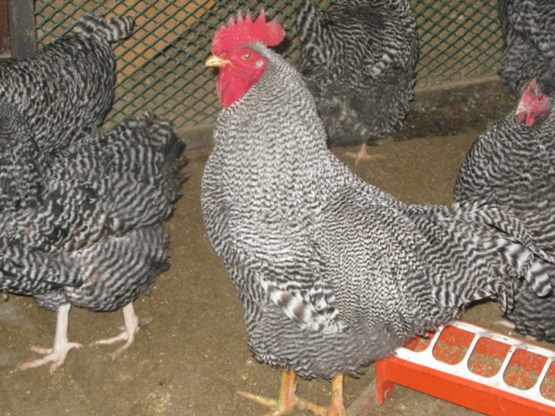 תרנגולות אמרוקס