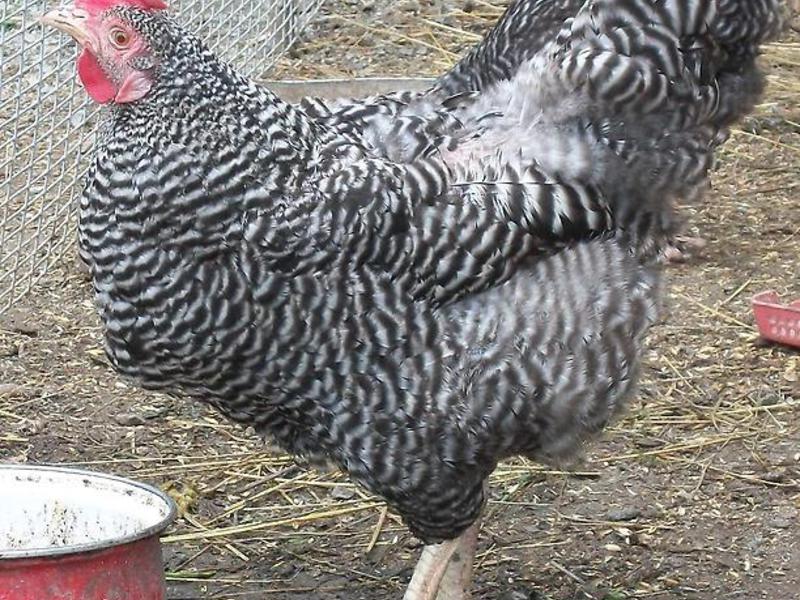 האכלת תרנגולות אמרוקס