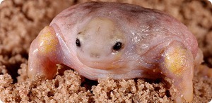 צב בלי שריון איך נראה צב בלי שריון?