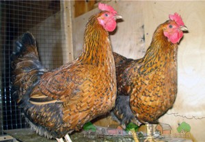 גזע עוף יובל קוצ'ינסקיה: תיאור וסקירות