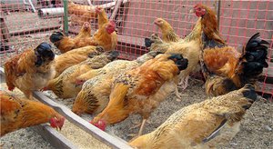 כיצד נוצר גזע התרנגולות?