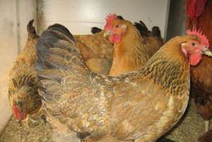 גידול תרנגולות קוצ'ין