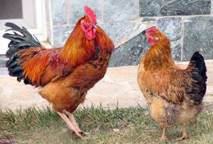 תיאור של תרנגולות קוצ'ינסקי