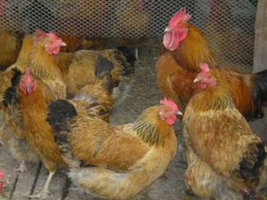 תרנגולות ביתיות