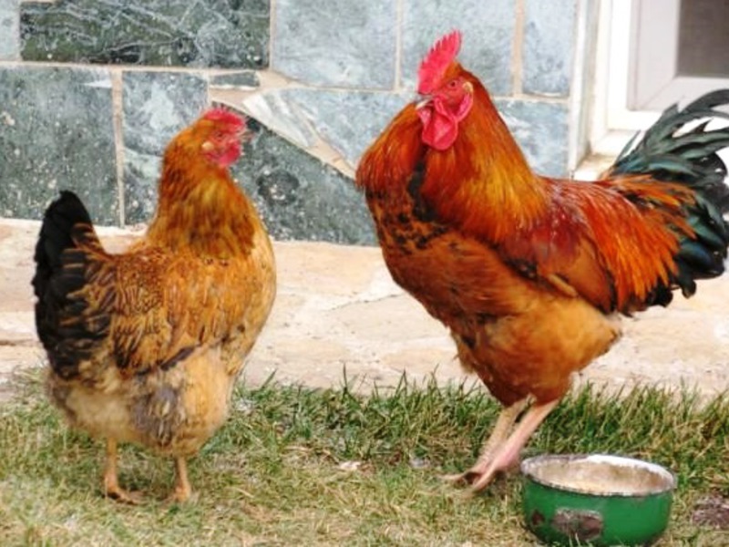 איך לטפל כראוי בתרנגולות