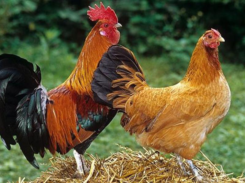 תרנגולות קוצ'ינסקי בבית