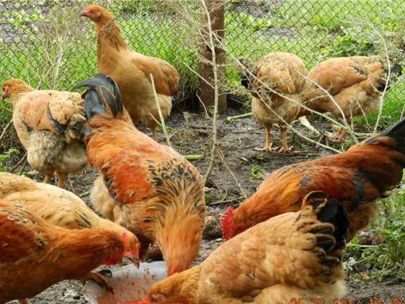 מאפייני תרנגולות קוצ'ינסקי