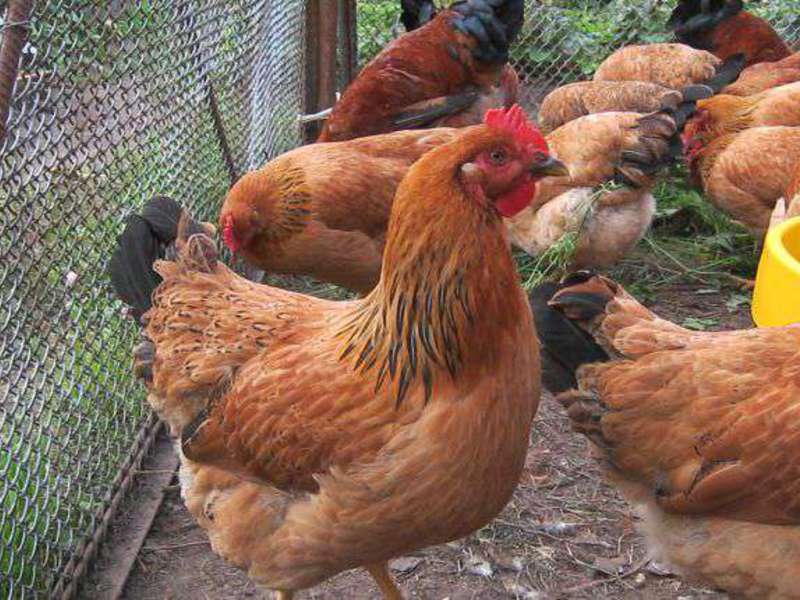 תרנגולות יובל קוצ'ינסקי