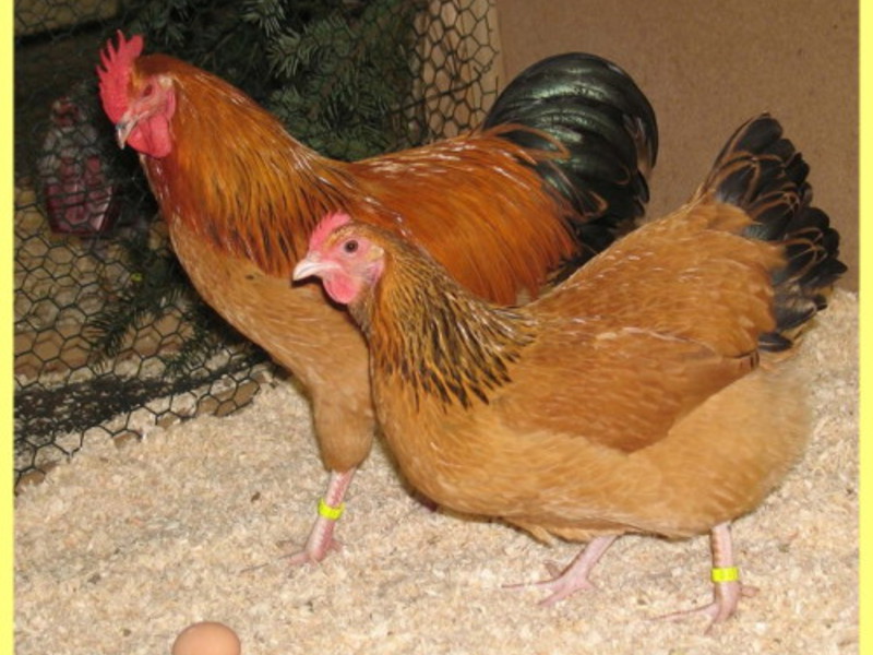 איך לטפל בתרנגולות קוצ'ין