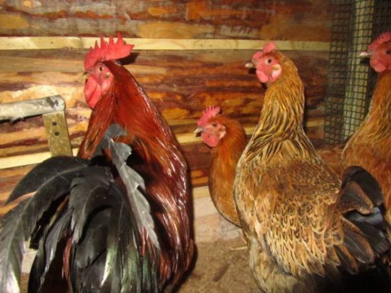 גזע של תרנגולות