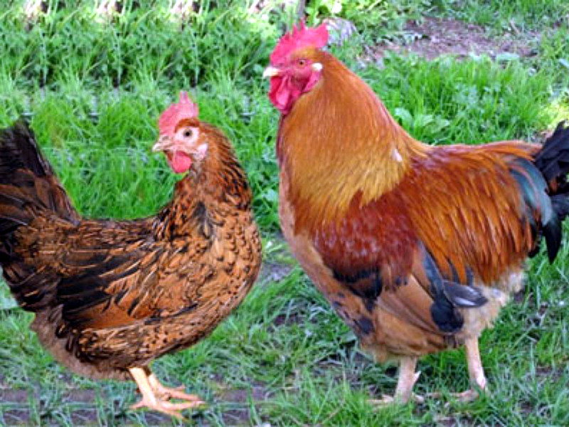 תרנגולות ותרנגולים של קוצ'ינסקי