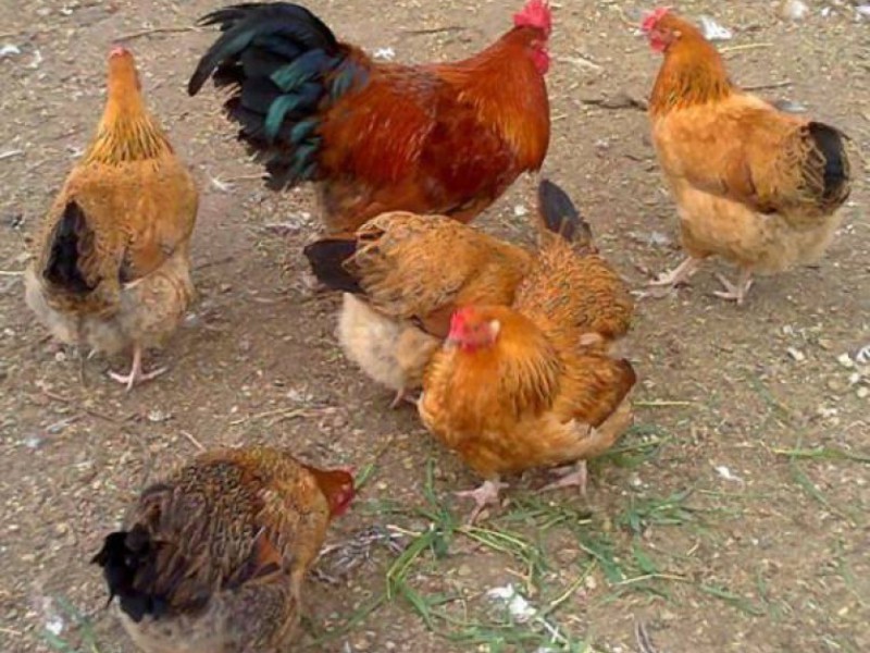 גידול תרנגולות קוצ'ינסקי