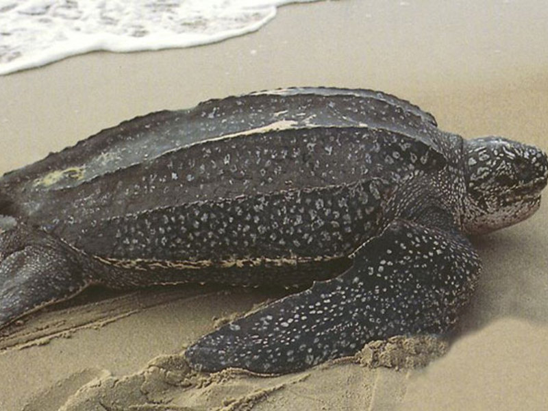 המהיר ביותר מבין כל הצבים צב העור הוא הזוחל הכבד ביותר שחי כיום.