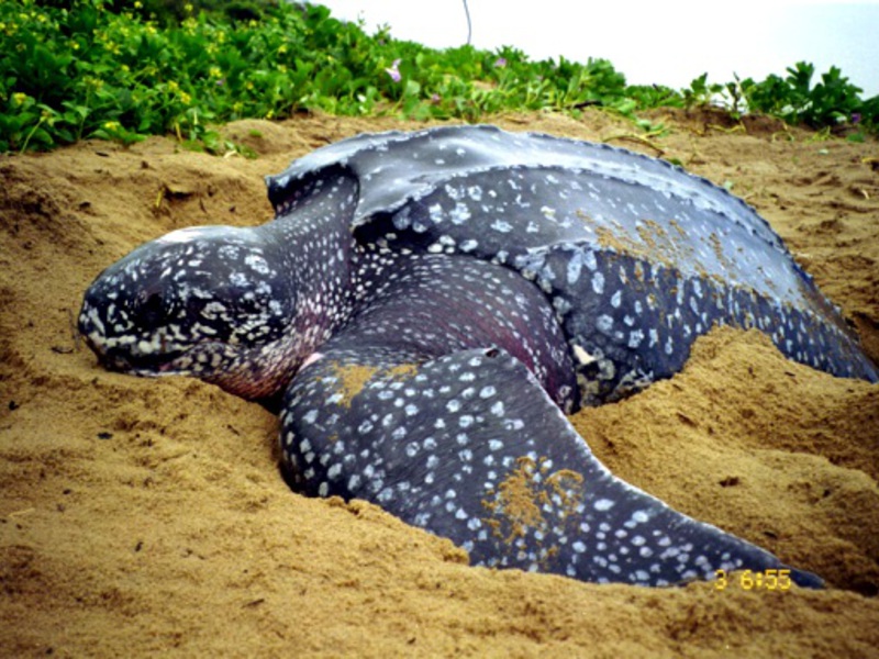 צב בלי שריון צב עור