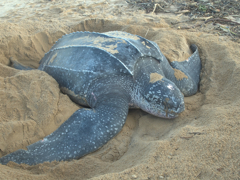 צב עור צב העור נראה כמו יצור מקסים ולא מזיק.